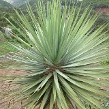 Dracaena draco, El Bailadero, TF Dscf0546